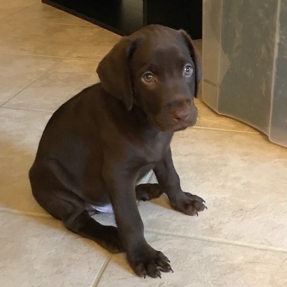 Meet your Posher, Ceci - Picture 1 of 1